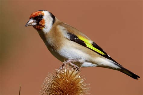 gartenvögel roter kopf|roter kopf.